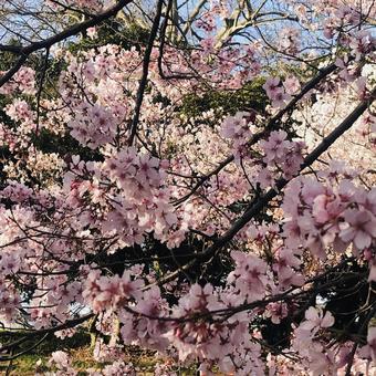 桜 桜の写真