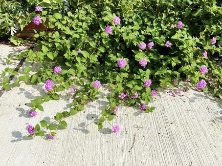 デッキに伸びるランタナの花と葉 デッキに伸びるランタナの花と葉 ランタナ,花,フラワーの写真素材