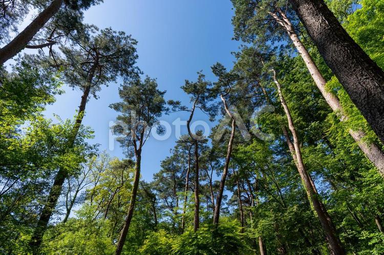下から見上げた木々と青空 青空,樹木,木々の写真素材