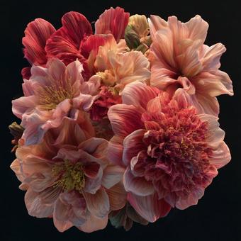 美しいピンクの花 美しいピンクの花の写真