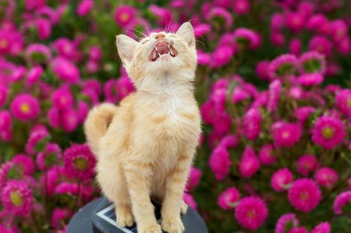 ペットの猫 ペットの猫 猫,にゃんこ,ペットの写真素材