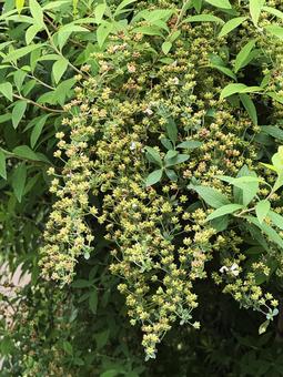 小さな花 小さな花の写真