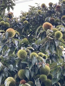庭に植えた栗の木。栗の実。 栗,秋の味覚,秋の写真素材