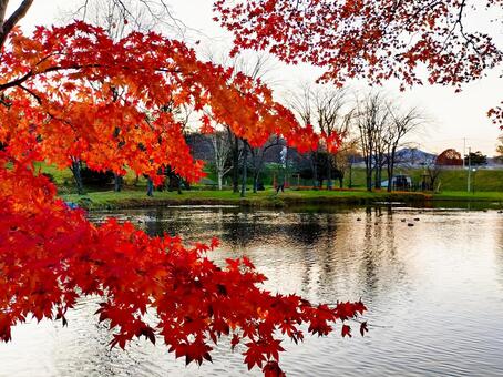 十勝清水、秋の清水公園② 北海道,十勝清水,清水公園の写真素材