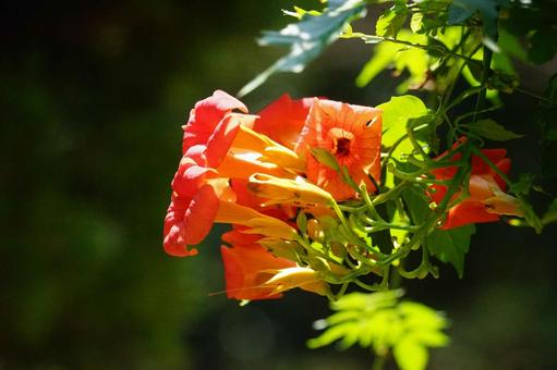 陽光に輝く美しいオレンジの花々 陽光に輝く美しいオレンジの花々の写真