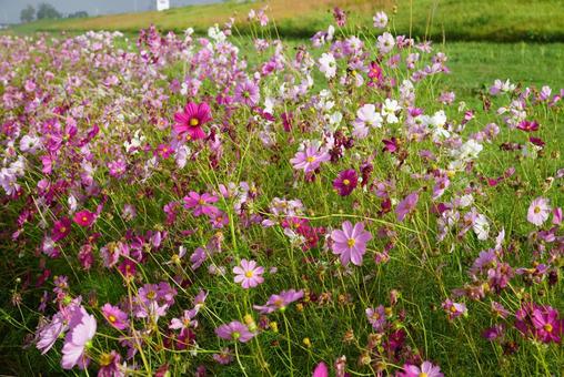 コスモスの花 コスモス,秋,花の写真素材