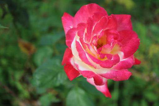 バラ園で綺麗な薔薇を撮りました バラ園で綺麗な薔薇を撮りましたの写真