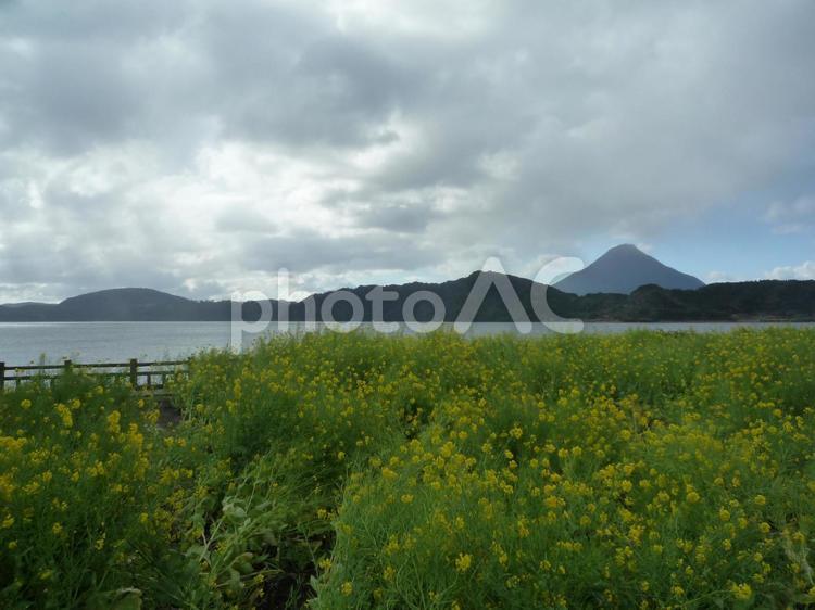 鹿児島県　菜の花と桜島 鹿児島,桜島,菜の花の写真素材