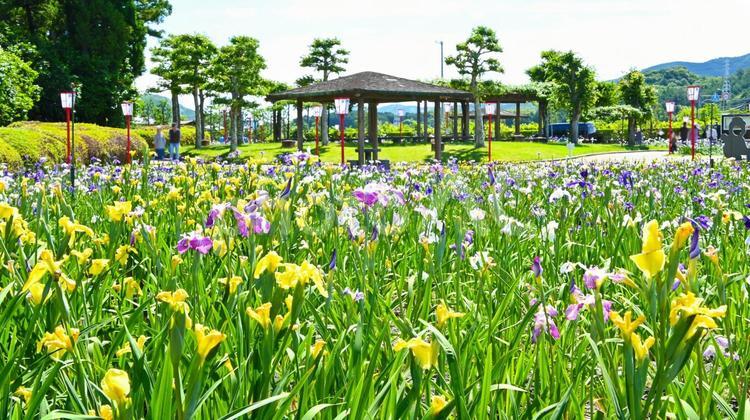  花しょうぶが咲き誇る　賀茂しょうぶ園 花しょうぶ,花,花菖蒲の写真素材