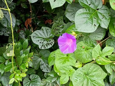 一輪の朝顔 一輪の朝顔 朝顔,花,紫の写真素材