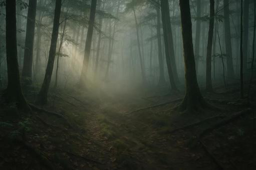 森に漂う動物の気配の写真
