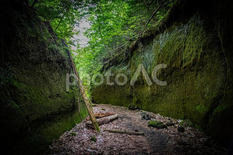 北海道　支笏湖　苔の回廊 北海道,hokkaido,支笏湖の写真素材
