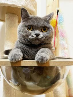 猫 猫 ネコ,ブリティッシュショートヘア,可愛いの写真素材