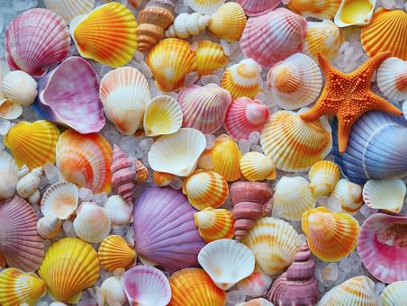 色とりどりの貝殻のビーチコレクション 色とりどりの貝殻のビーチコレクションの写真