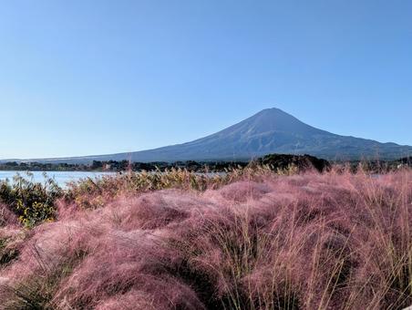 ミューレンベルギアと富士山 ミューレンベルギアと富士山の写真