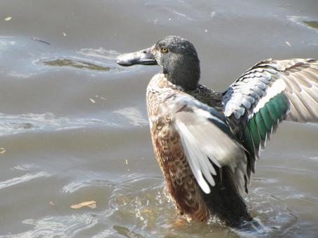 Photo, northern shoveler, bird, wild bird, 