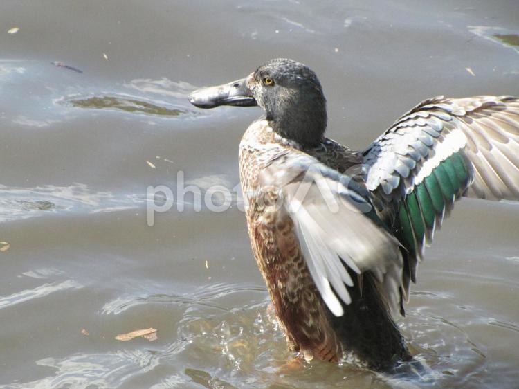 水面で翼を振る越冬中のハシビロガモ ハシビロガモ,鳥,野鳥の写真素材