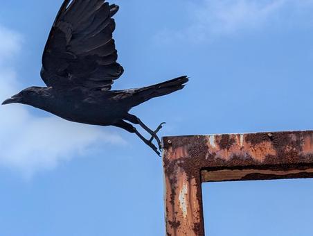 飛び立つ瞬間のカラス カラス,鳥,はばたくの写真素材