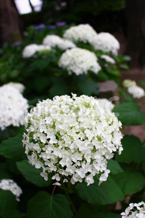 しろあじさい しろあじさい,白紫陽花,シロアジサイの写真素材
