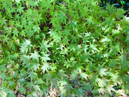 新緑の青もみじ 青もみじ,青紅葉,新緑の写真素材