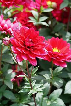 宝塚ダリア園　秋　ダリア789　榛原の里 宝塚市,宝塚ダリア園,ダリアの写真素材