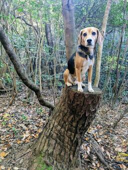 木の椅子見つけたよ 犬,ビーグル,秋の写真素材