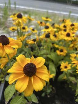 パンジーの写真