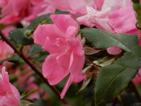 【薔薇の写真】バラの花 【薔薇の写真】バラの花 の写真