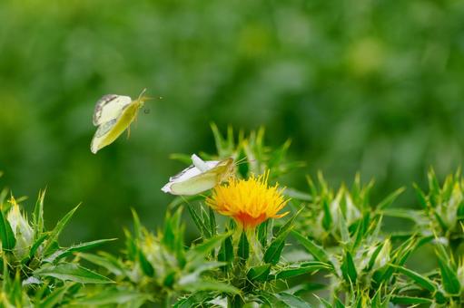 Colias ⒄, JPG