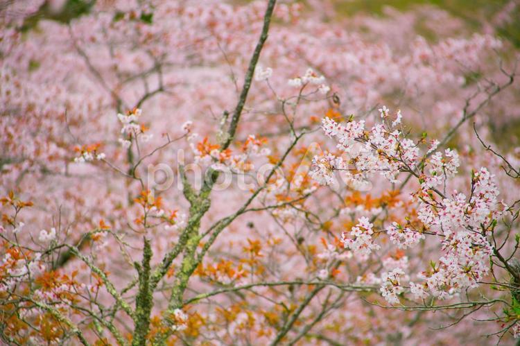 満開の桜のもとで 桜,春,花の写真素材