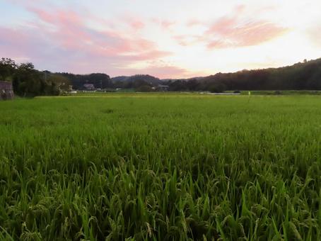 夕暮れの田園風景 夕暮れ,田園風景,田んぼの写真素材