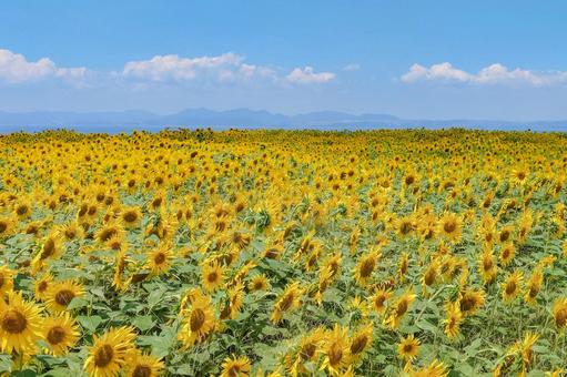 ひまわり畑 ひまわり畑 ヒマワリ,向日葵,花の写真素材