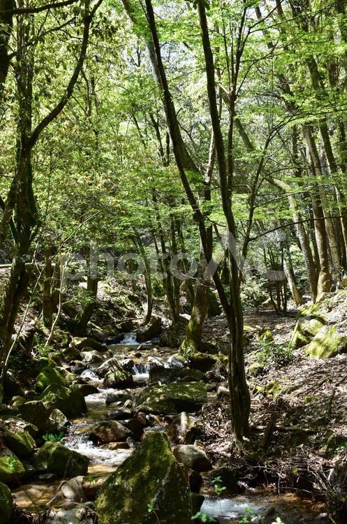 新緑の小川 何人もありません,公園,初夏の写真素材