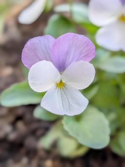 ビオラの花 8 ビオラ,紫,白の写真素材