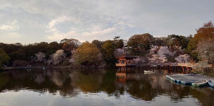 夕暮れの浮見堂 奈良,奈良公園,浮見堂の写真素材