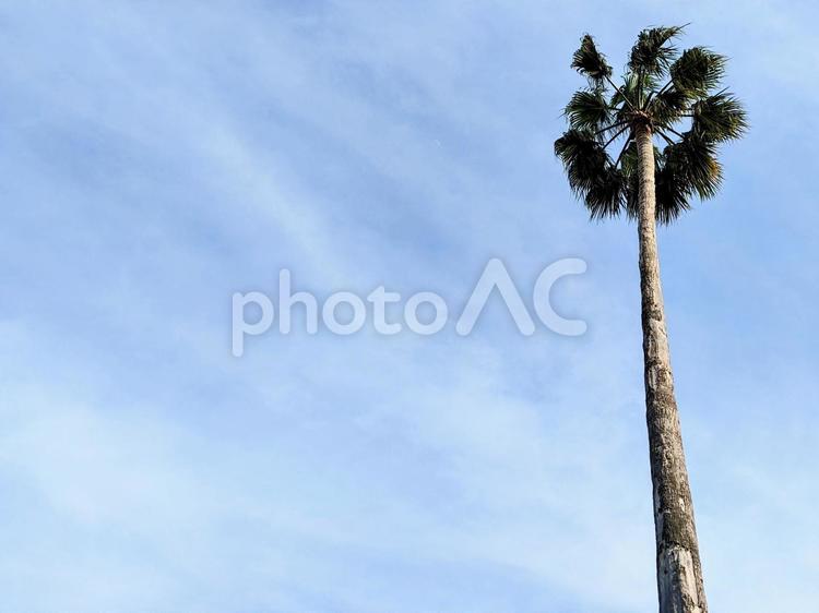 ヤシの木とスペース ヤシの木,スペース,空の写真素材
