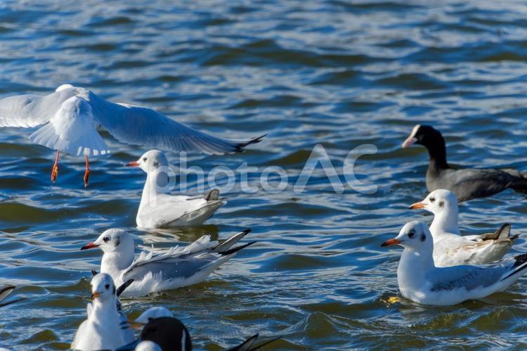 水面を漂うユリカモメたち ユリカモメ,水面,鳥の写真素材