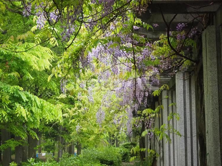 藤棚 景色,風景,藤棚の写真素材