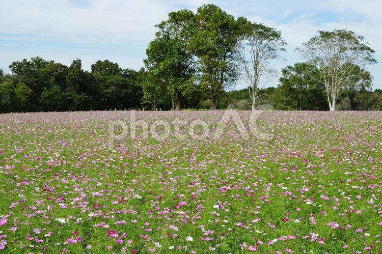 ＜秋のイメージ＞コスモス 秋桜,コスモス,秋のイメージの写真素材