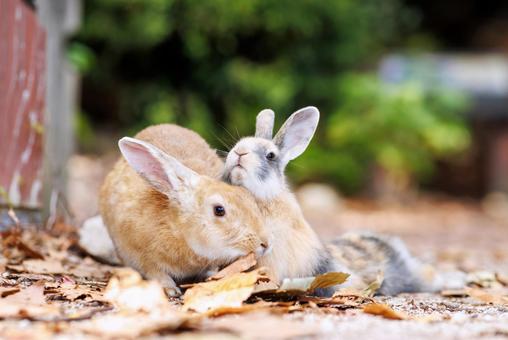 The rabbits of Okunoshima, JPG The rabbits of Okunoshima, JPG