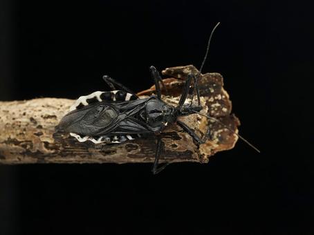 Photo, bug, beetle, sashi turtle, 