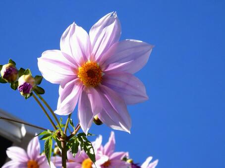 【花の写真】皇帝ダリア 皇帝ダリア,コウテイダリア,植物の写真素材