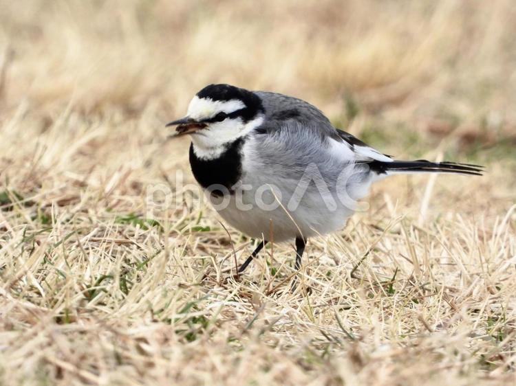 餌を食むハクセキレイ 鳥,野鳥,ハクセキレイの写真素材