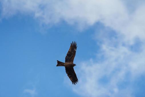 A black kite gracefully soaring through the sky, JPG A black kite gracefully soaring through the sky, JPG