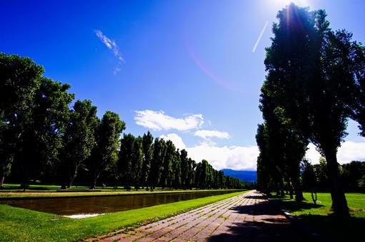 手稲森林公園のポプラ並木 手稲森林公園のポプラ並木 手稲森林公園,ポプラ並木,札幌市の写真素材
