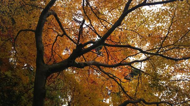 紅葉 紅葉の写真