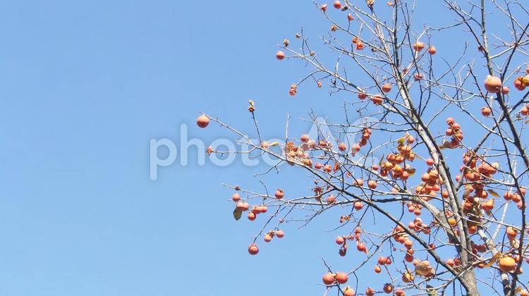 柿の木と青空 柿,木,枝の写真素材