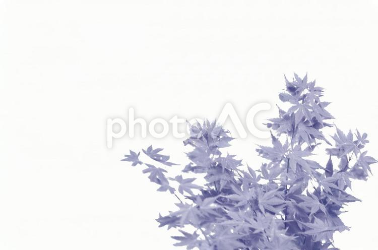 観葉植物のタイトル用紙（青系） 観葉植物,背景,単色の写真素材