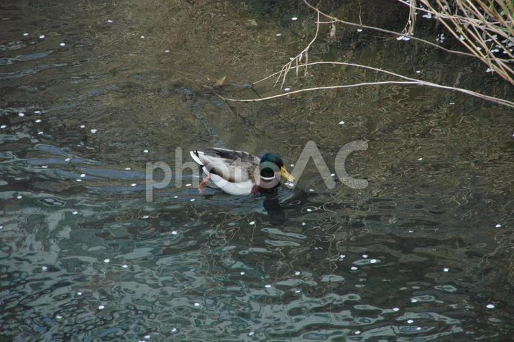 清明過ぎの麻生川のカモ 川崎市麻生区,鶴見川水系,河川の写真素材