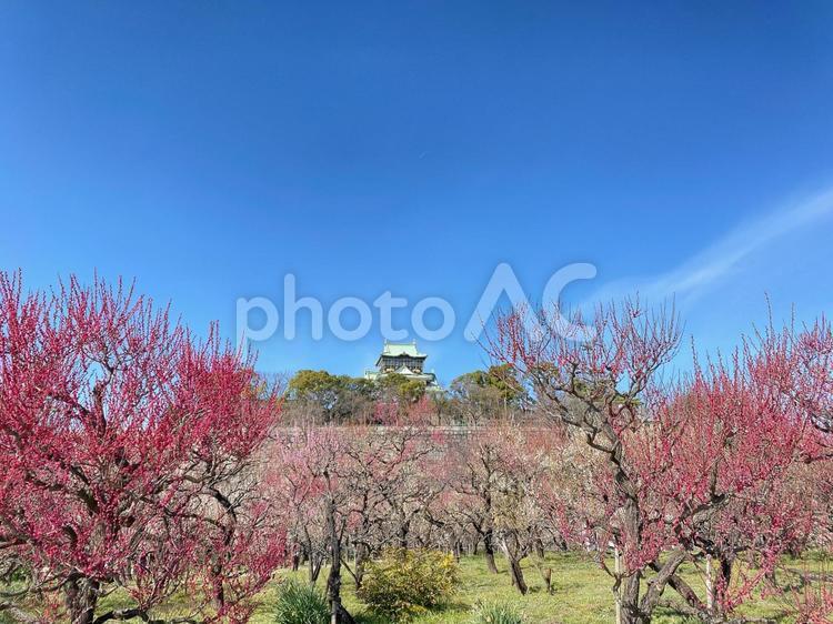 大阪城公園の梅林 梅,梅林,大阪城公園の写真素材